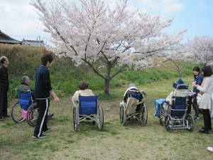 桜・入所