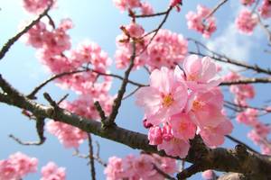 桜