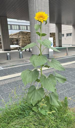 ひまわり